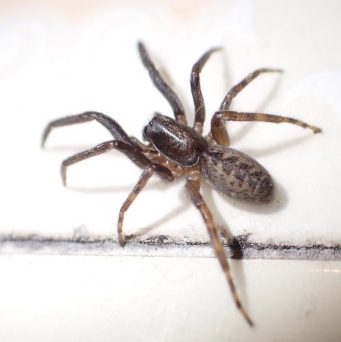 Segestria florentina